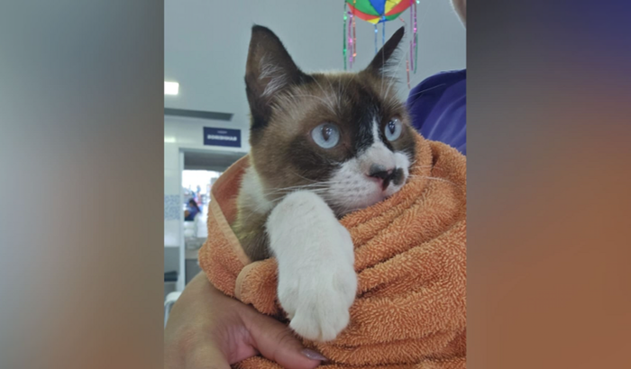 Ajude a salvar o Dengoso!