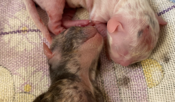 Ajude 2 gatinhos recém nascidos