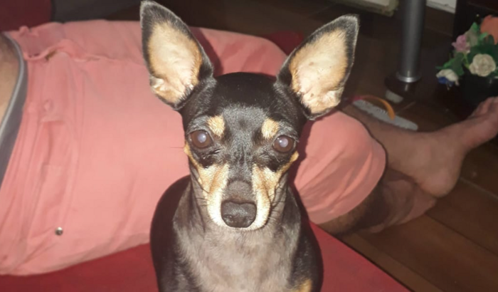 Ajuda no tratamento da Dollé.