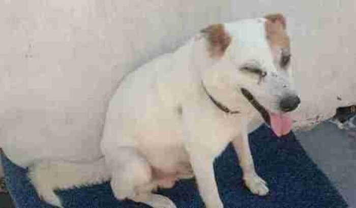 cirurgia urgente do Doki 