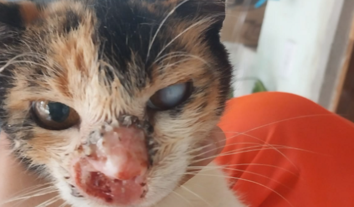 Ajudem a gatinha Diana