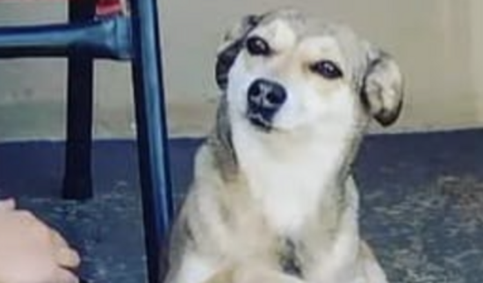 Ajuda para a cirurgia da Meg