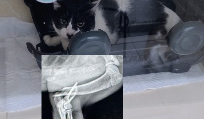 Ajude para a Cirurgia do Binho