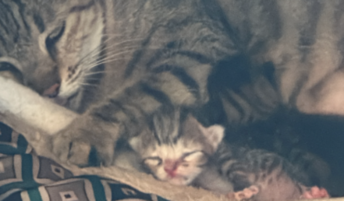 Ajuda para alimentar e cuidar de meus pets