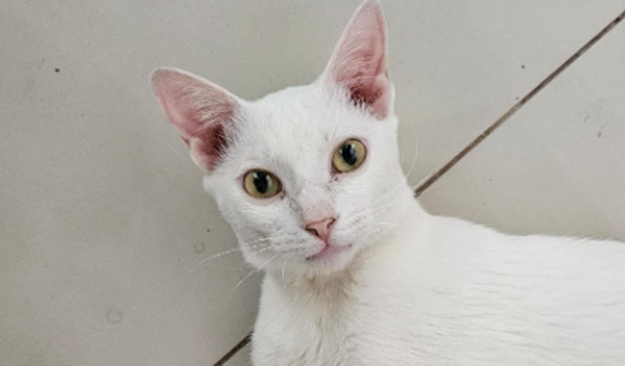 Ajude o gato Branquinho!