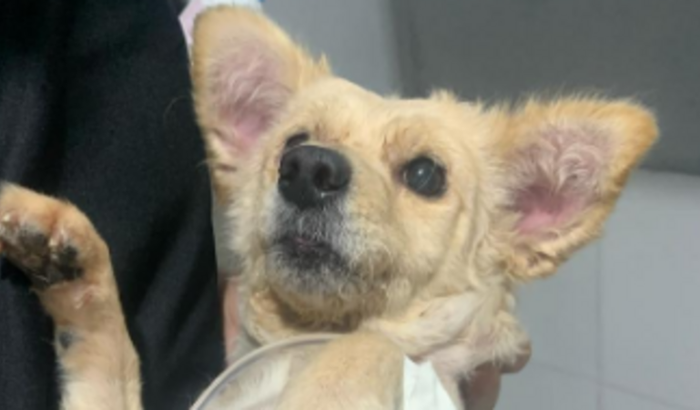 AJUDE MEL NO TRATAMENTO DE PIOMETRA