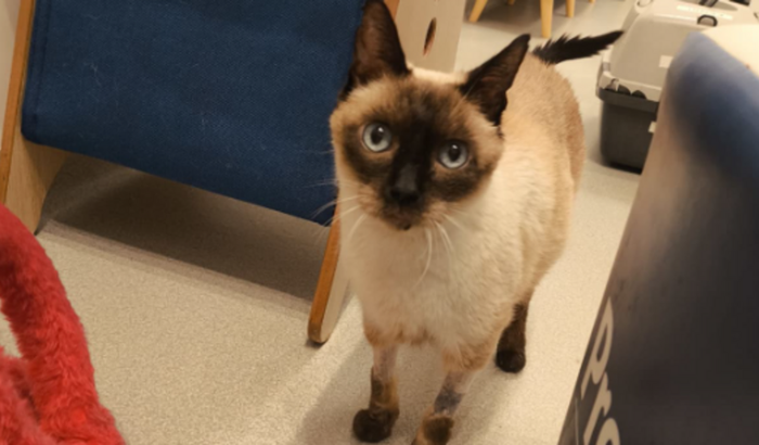 Ajude o Kenai a viver mais anos