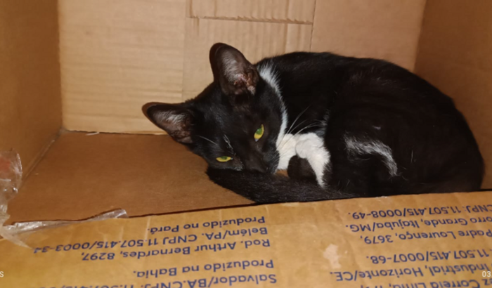 Ajuda para a cirurgia de um gatinho abandonado