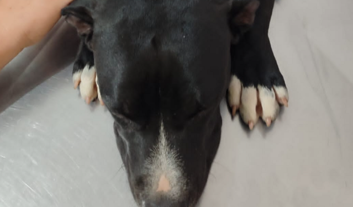 Para cirurgia do zeus