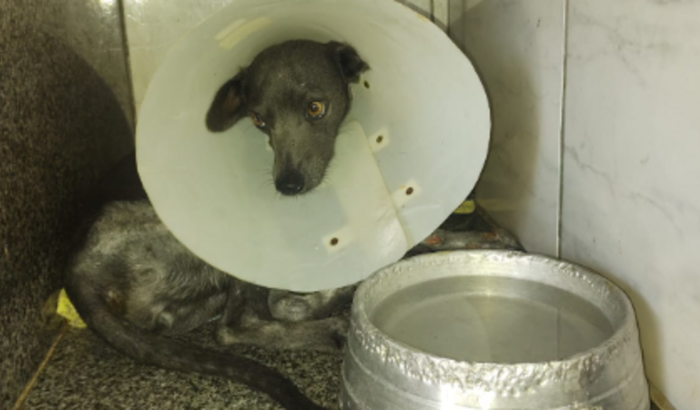 Custear a Cirurgia e internação da Pretinha