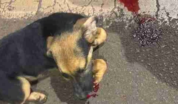 Ajude com a cirurgia do toddy