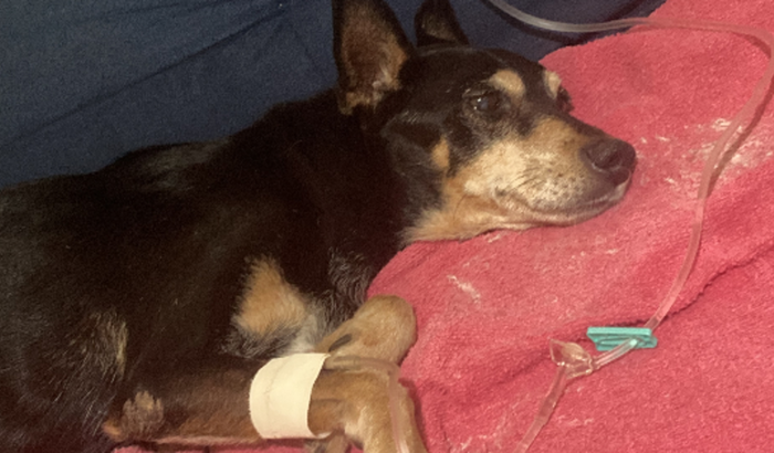 Ajude na cirurgia do Bieber