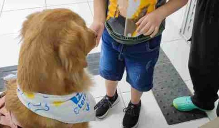 Capacitação pet terapeuta: especialização em outro estado