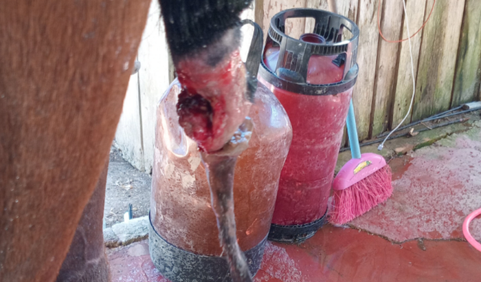 Cirurgia rabo do cavalo