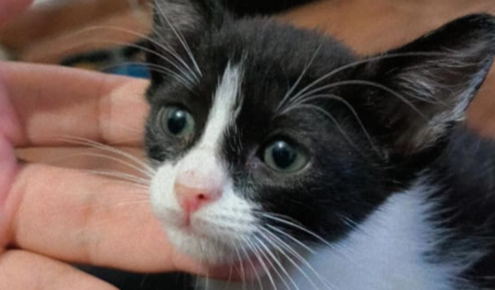 Ajude a Gamora a cuidar da patinha