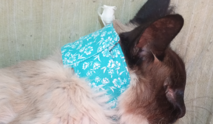 Vamos salvar a vida do gatinho Bardi