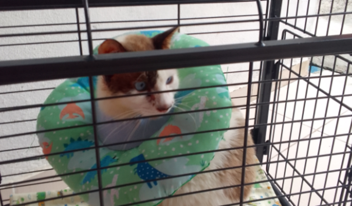 Ajuda para 3 gatos com esporotricose 