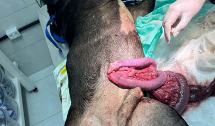 Ajuda para cirurgia do Maike