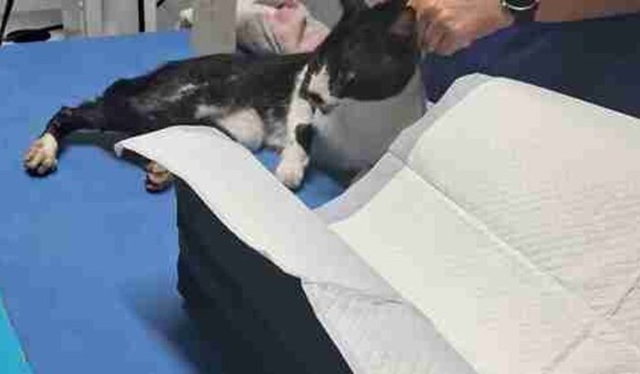 2° etapa. Cirurgia quadril do Frajola