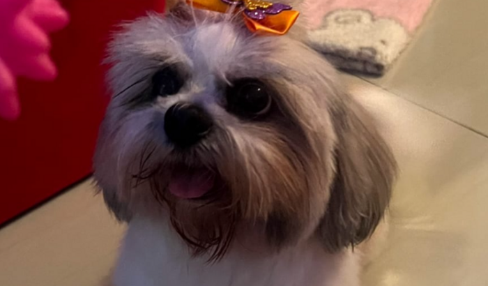 Ajuda para a cirurgia da Mel