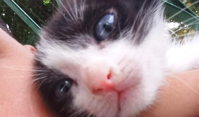 Ajuda pra levar meu gato no veterinário