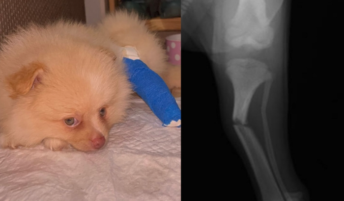 Vakinha solidária da Sofi 