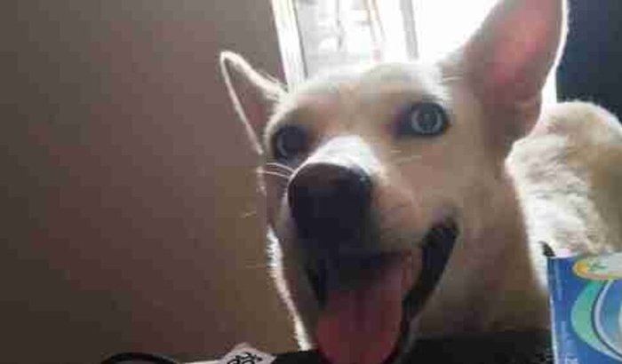 Ajuda no tratamento cardiológico da Bela