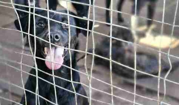 Ajuda para 200 animais resgatados 