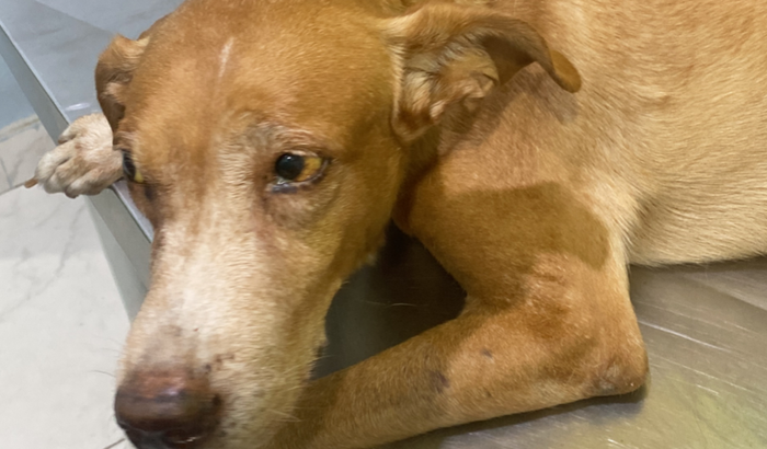 AJUDE O BK SE SALVAR DA CINOMOSE