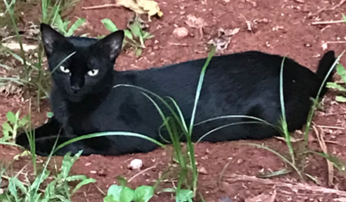 AJUDA PARA CASTRAÇÃO DE GATINHA