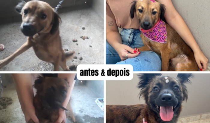 Castração Lecie e Belinha