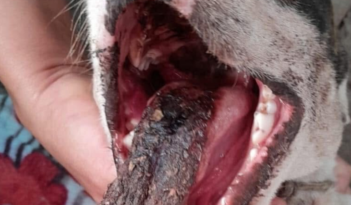 Vakinha da Cachorrinha bella