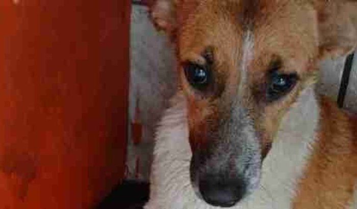 LUNINHA DOENÇA DO CARRAPATO