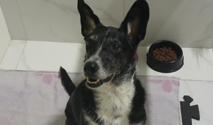 Ajuda nos exames e internação da Amora