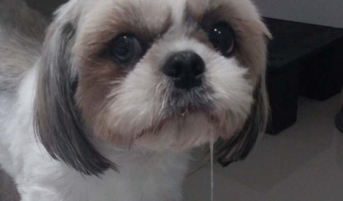 Bella precisa de sua ajuda.