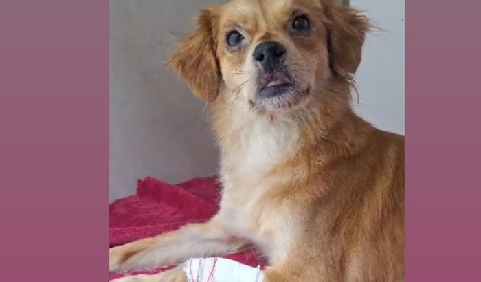 Ajudar no tratamento da minha cachorra com Cinomose e Erliquiose