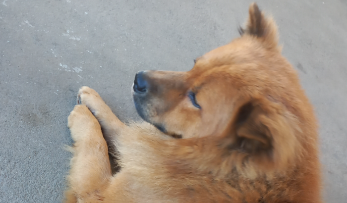 Vamos ajudar nosso amigo Urso