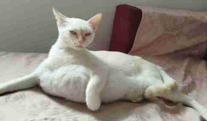 Ajude a gata  lua a retirada dos nodulos das mamas 