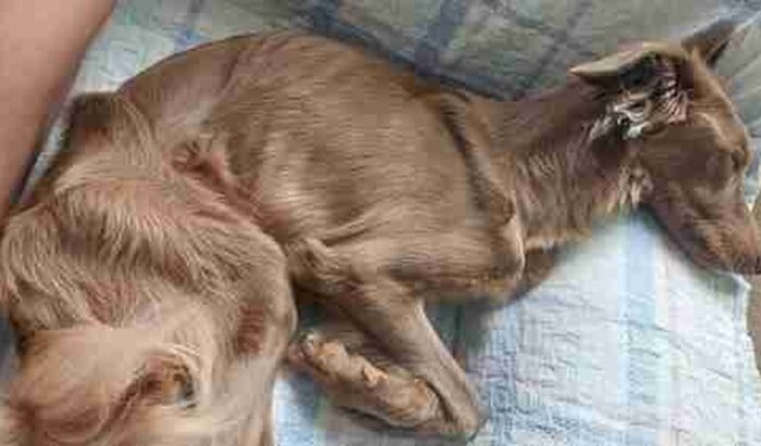 Meu filho de 4 patas🐾