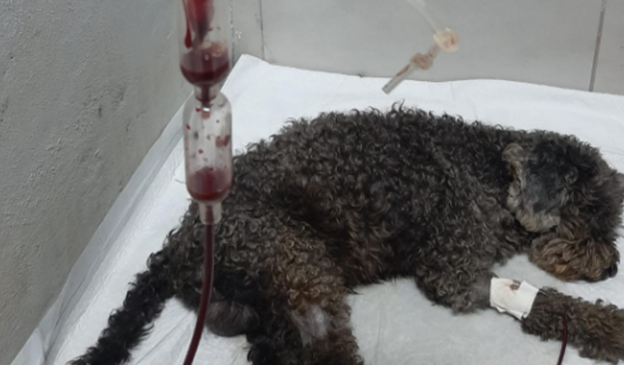 Contas na clinica VET do Pluto