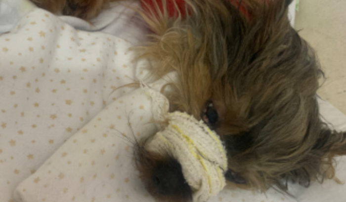 Vaquinha Solidaria para princesinha Lili