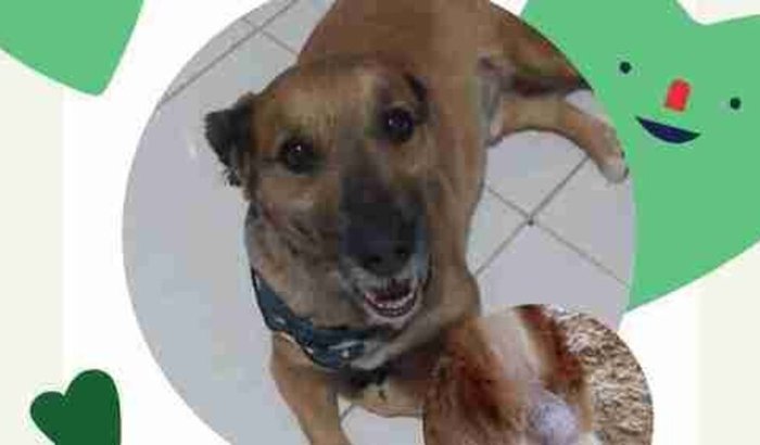 Ajudar no tratamento do câncer do cachorrinho dudu 