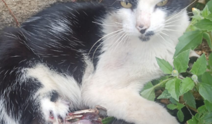 Nos ajude a pagar o tratamento do gatinho