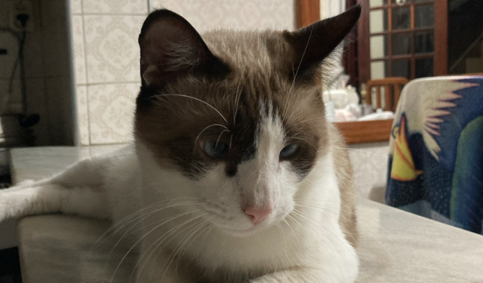 vaquinha para custos cirurgicos do Jimmy