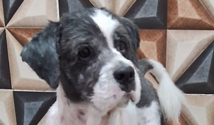 Castração Duque (pet resgatado da rua) 