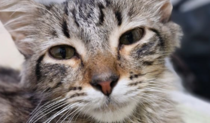 Ajude o Gandalf a vencer a PIF!