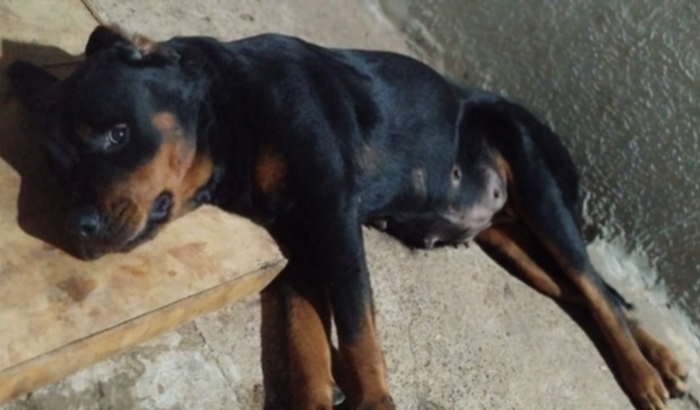 ajude no tratamento da Akira