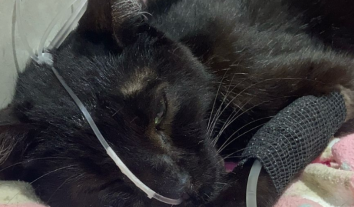 Tratamento da Ramona