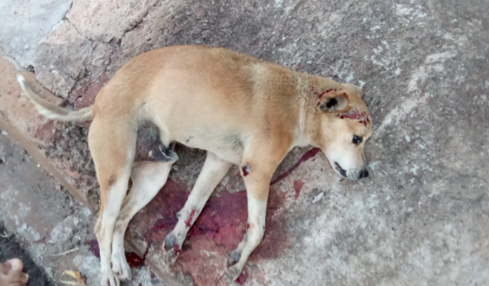 Ajuda ao cão idoso atropelado
