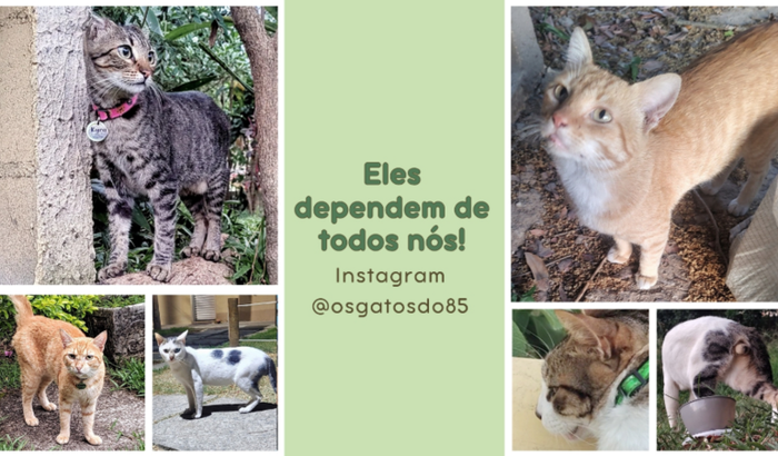 🐾 Ajude a Colônia Os Gatos do 85! 🐾